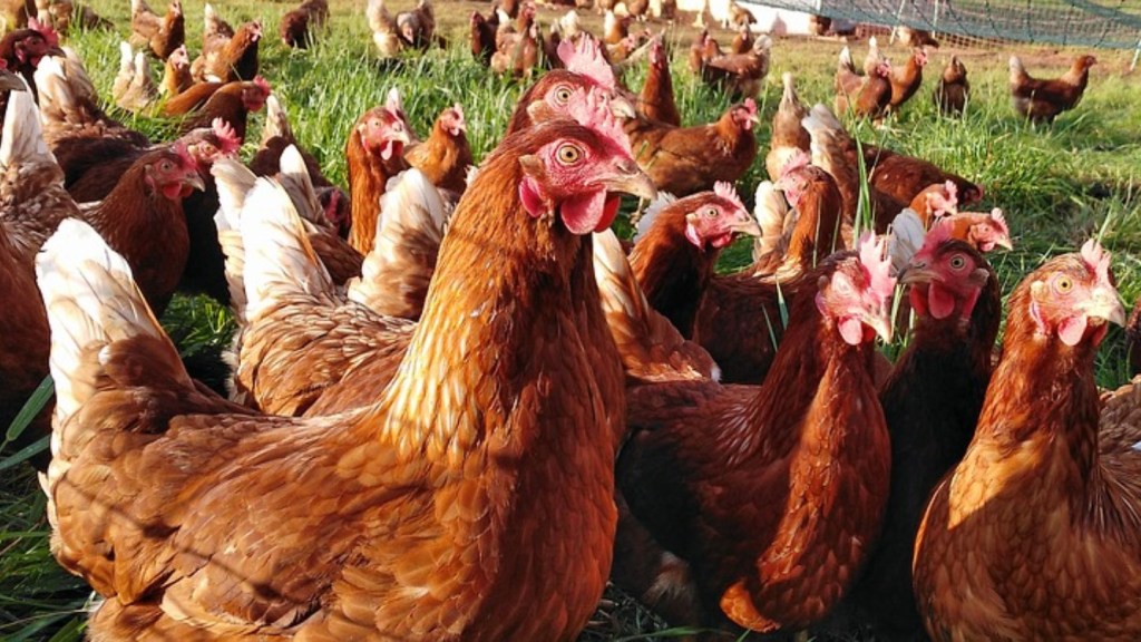 Chickens