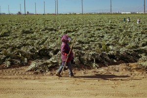 Farmworkers in Oxnard, California. Photo by Jeff Mercado.