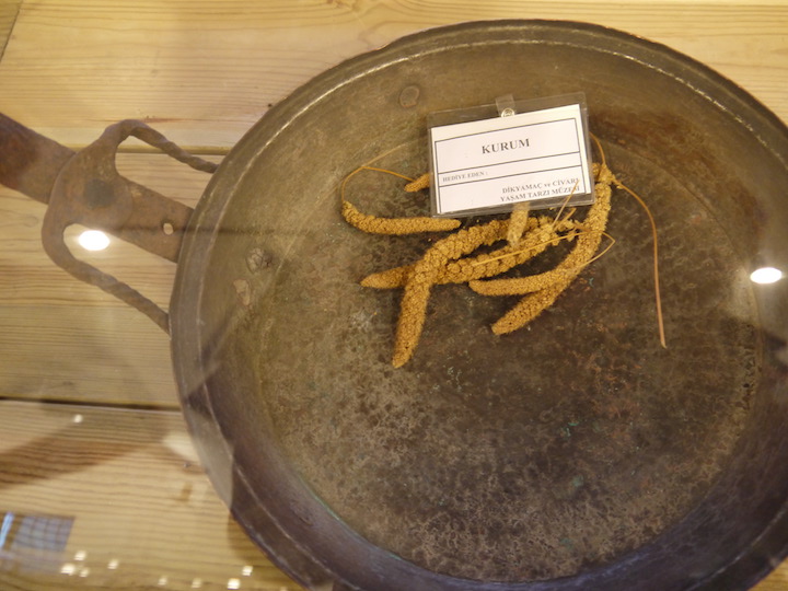bowl with kurum plant