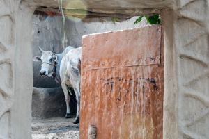 Cows in Ayodhya will now get coats to keep them warm
