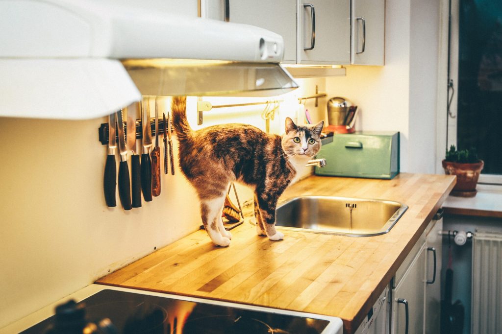 Ho cercato di capire se i vicentini sono stati veramente dei mangia gatti