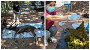 Kiri gambar bangkai rusa, kanan gambar sampah yang ada di dalam perut rusa sudah mati