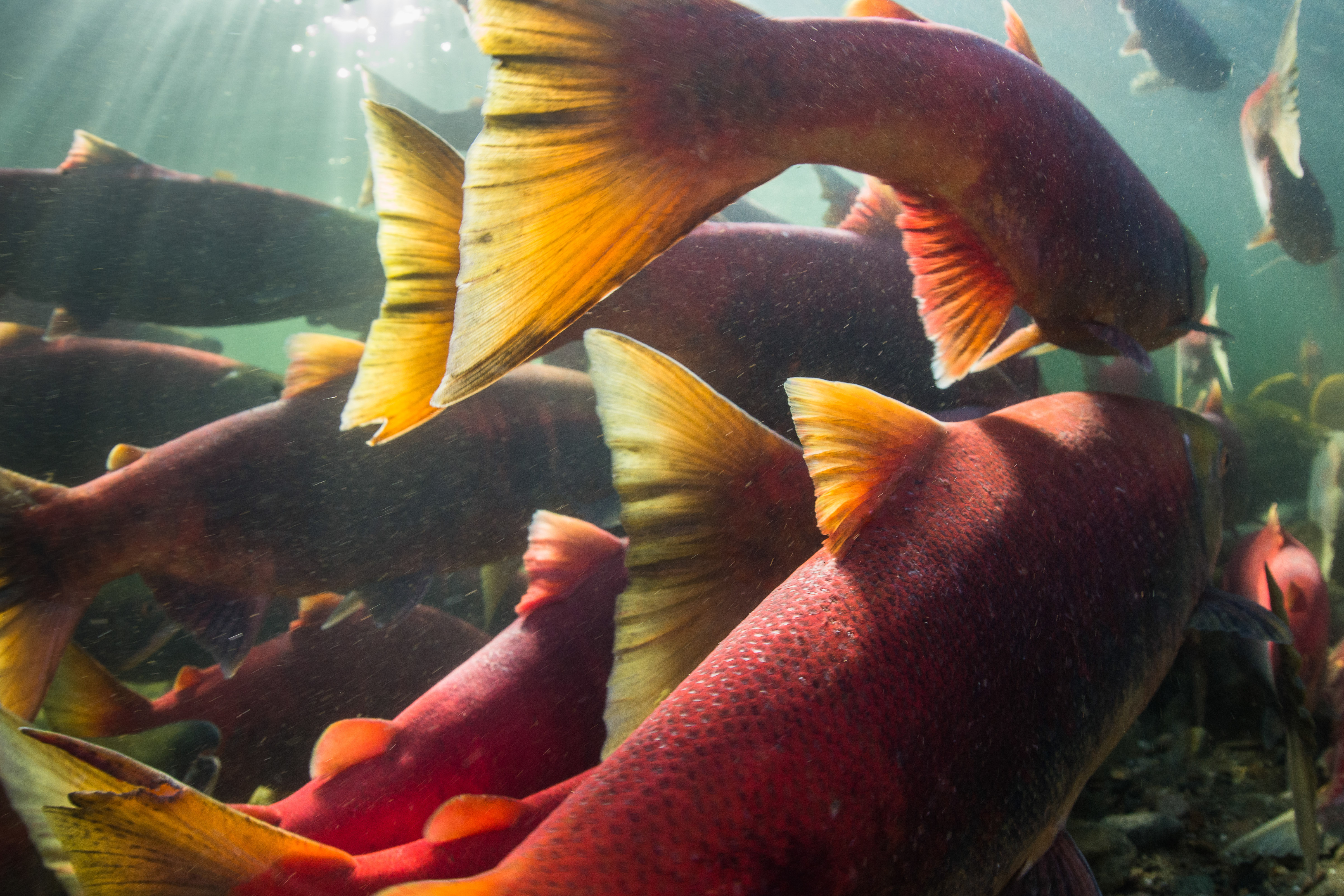 sockeye salmon