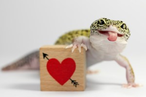 Tokek leopard Tokek Mulai Jadi Selebgram yang Bikin Netizen Berbagai Negara Jatuh Cinta