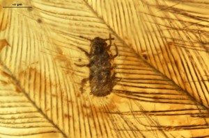 A Cretaceous insect preserved feeding on dinosaur feathers. Image: Taiping Gao