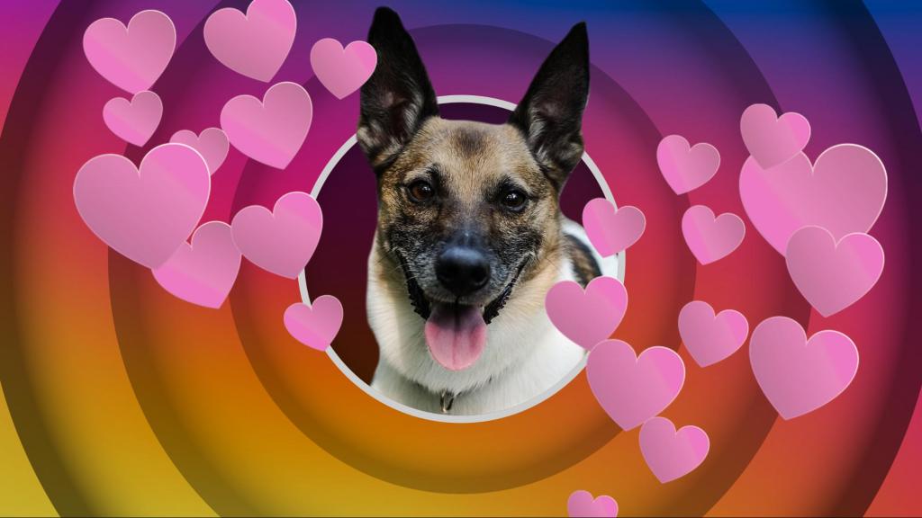 Abbiamo cercato di trasformare il nostro cane in un influencer di Instagram