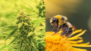 Study finds that bees don't just love the cannabis plant but can also use it to save their dying population