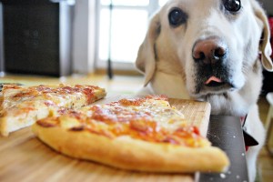 dog with pizza