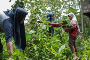 Sekolah Pagesangan di Gunungkidul Ajarkan Anak Muda Desa Cara Bertahan dari Bencana Pangan