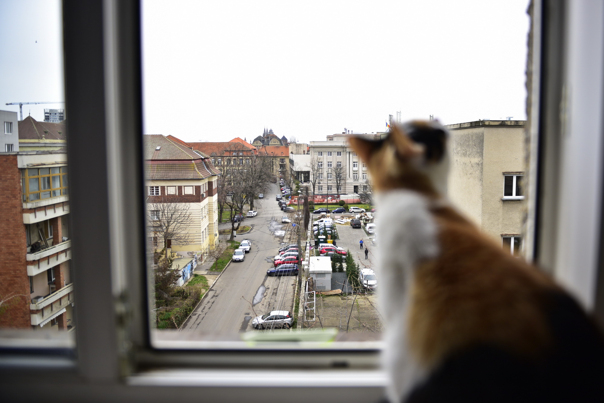 timisoara coronavirus