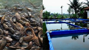 Aplikasi Ternak Lele Simbiofish Hubungkan Peternak dengan pedagang pecel lele Indonesia
