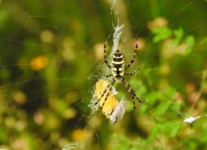 Araña-tigre