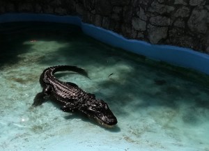 buaya mississippi kebun binatang serbia