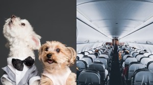 ilustrasi anjing dan pesawat