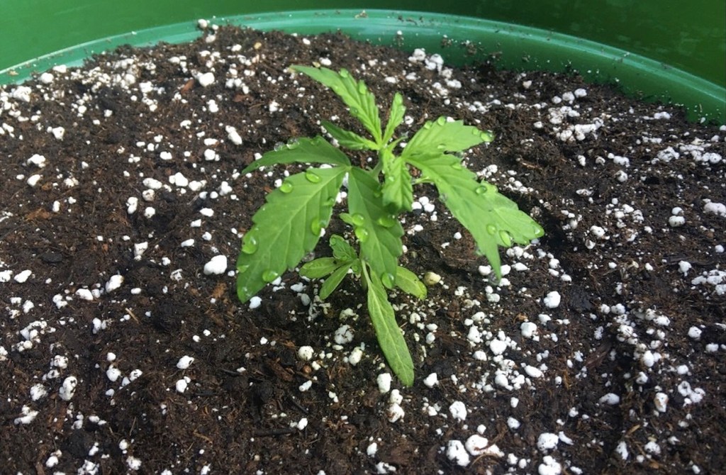 People are growing their own weed plants during Coronavirus lockdown
