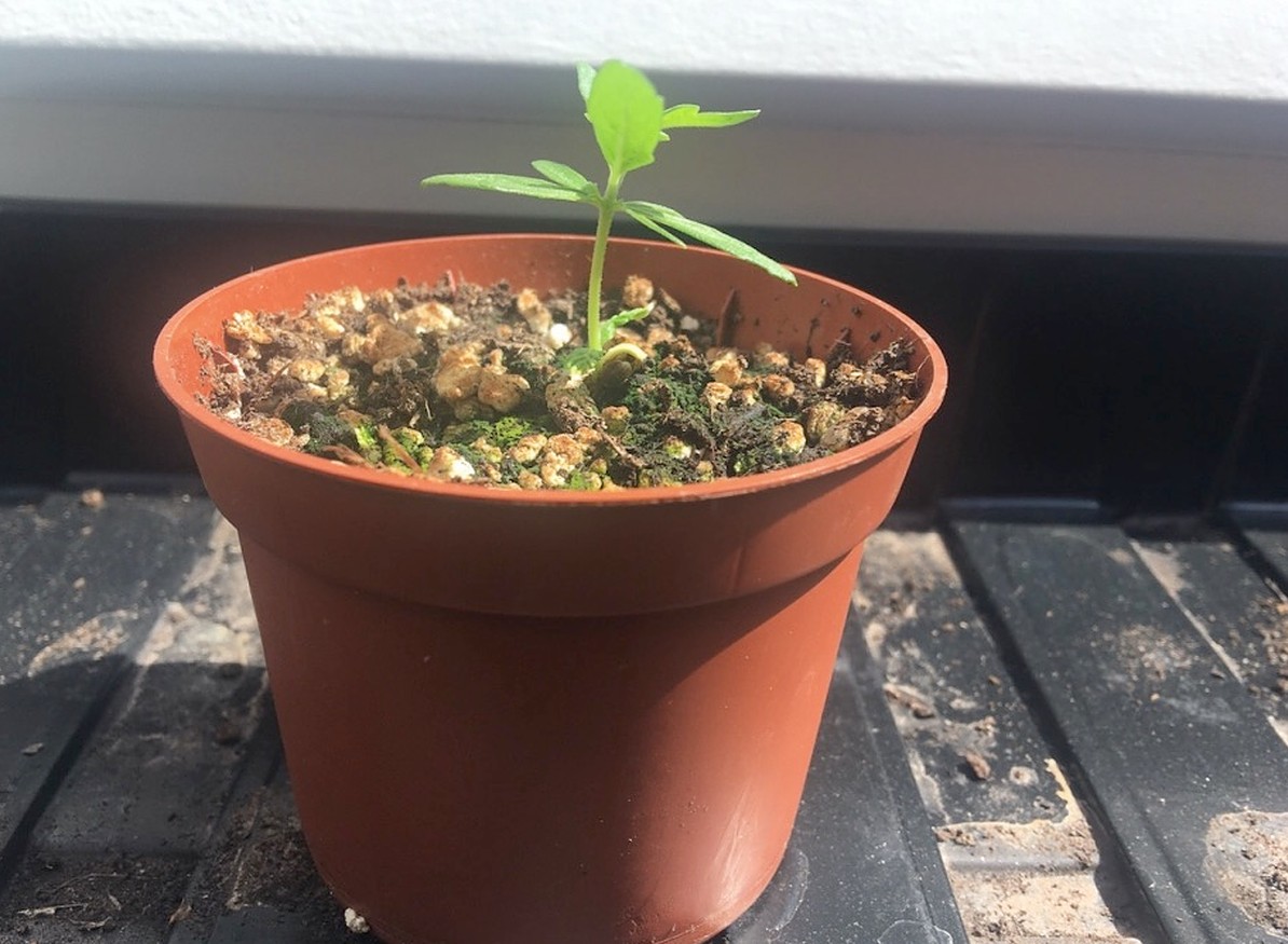people growing their weed during lockdown pandemic