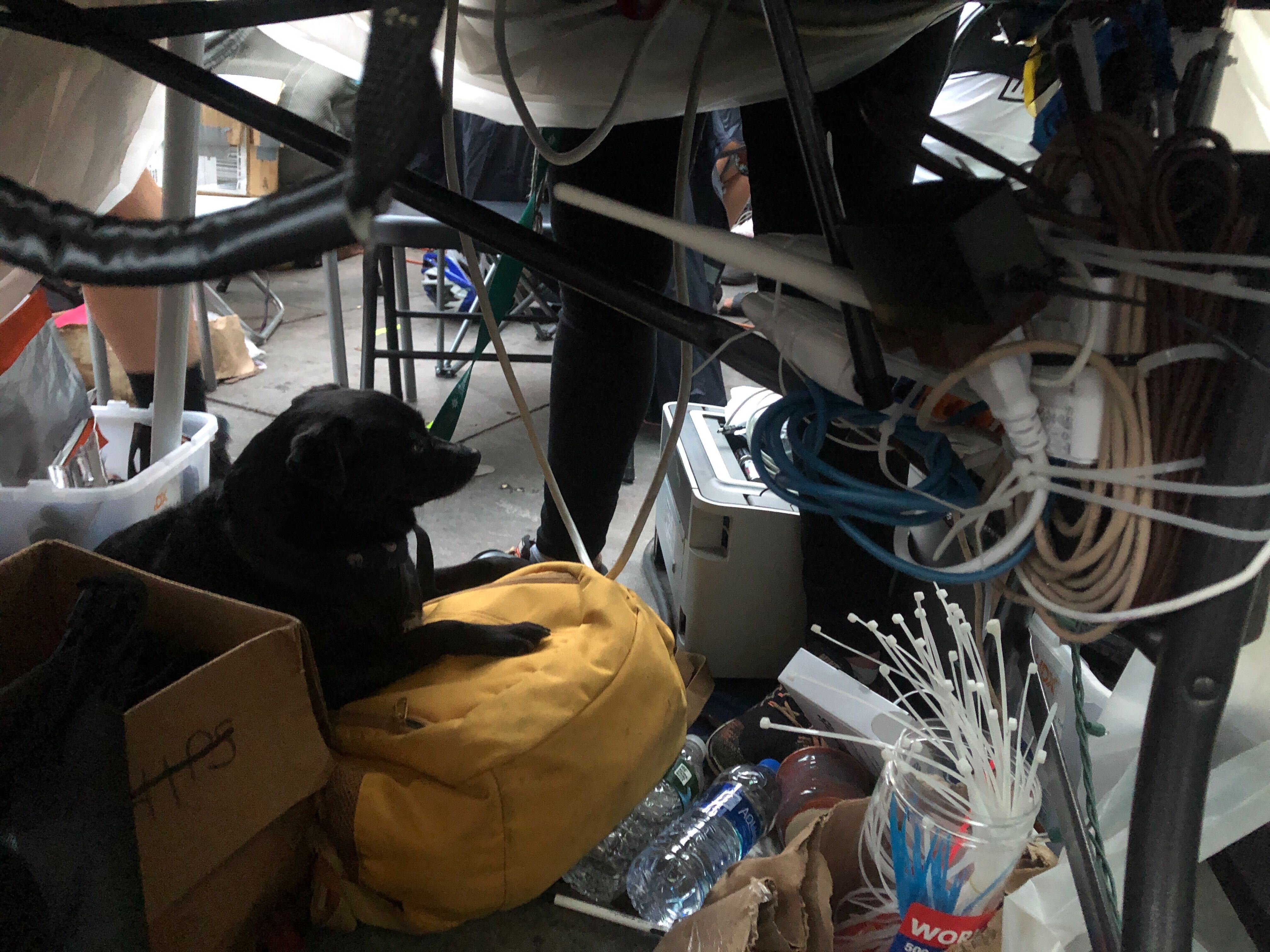 A tiny dog guards the power source and routing equipment providing Wi-Fi to the #OccupyCityHall encampment.