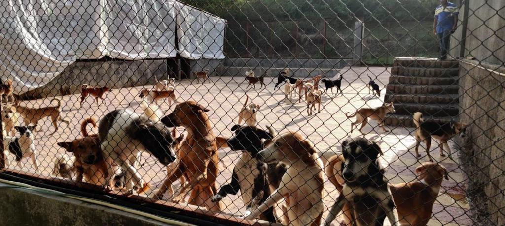 Pets Continue to be Abandoned in India. Now, Animal Rescuers are Working Overtime