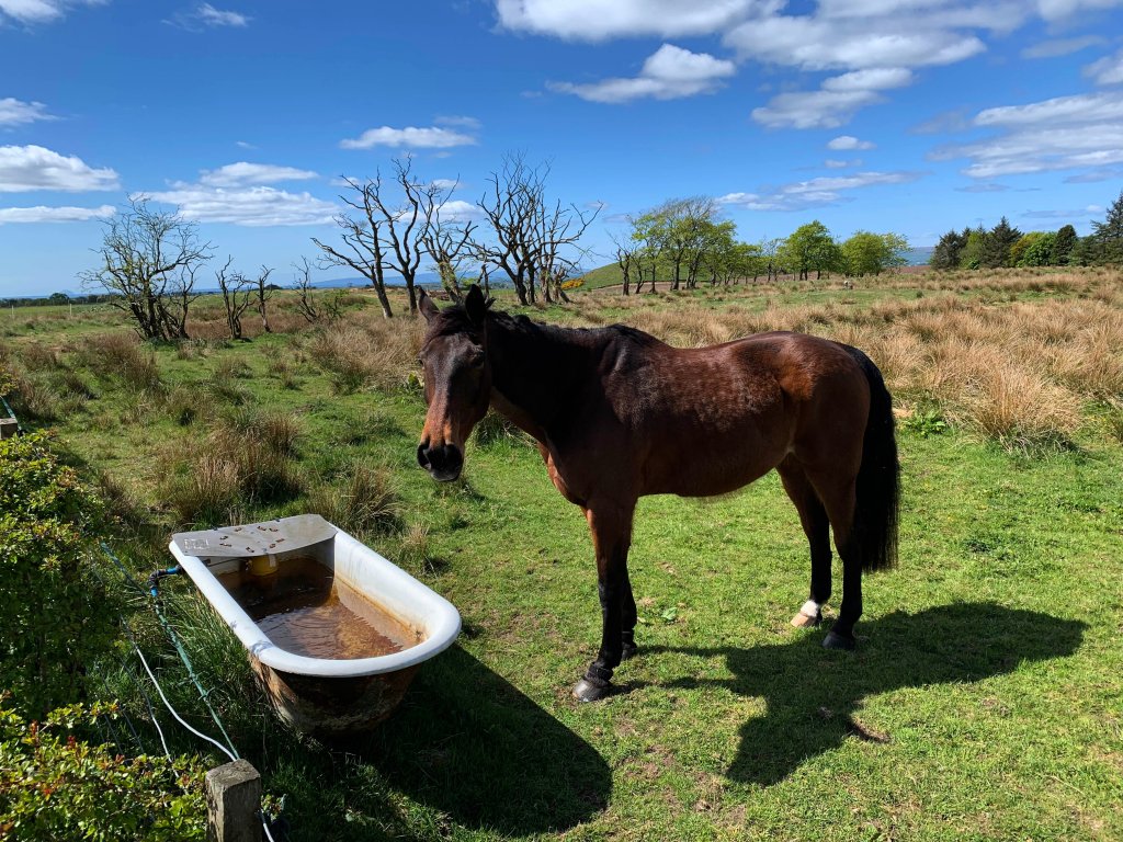 Mutilated Horses Keep Showing Up in the French Countryside