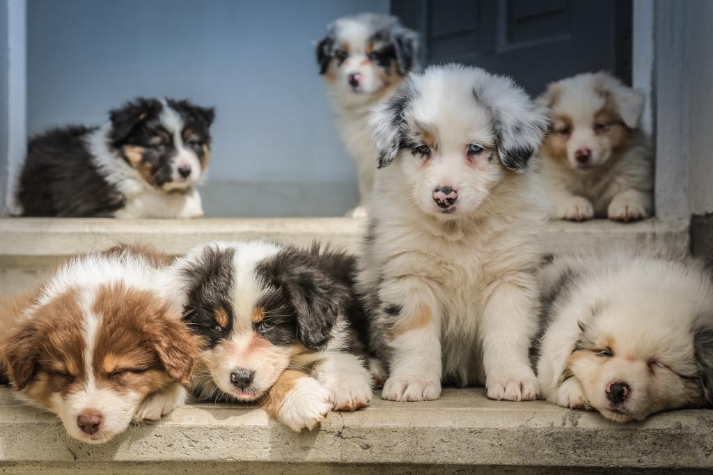 Science Says Watching Cute Animals Is Good for Your Health