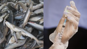 sharks vaccine