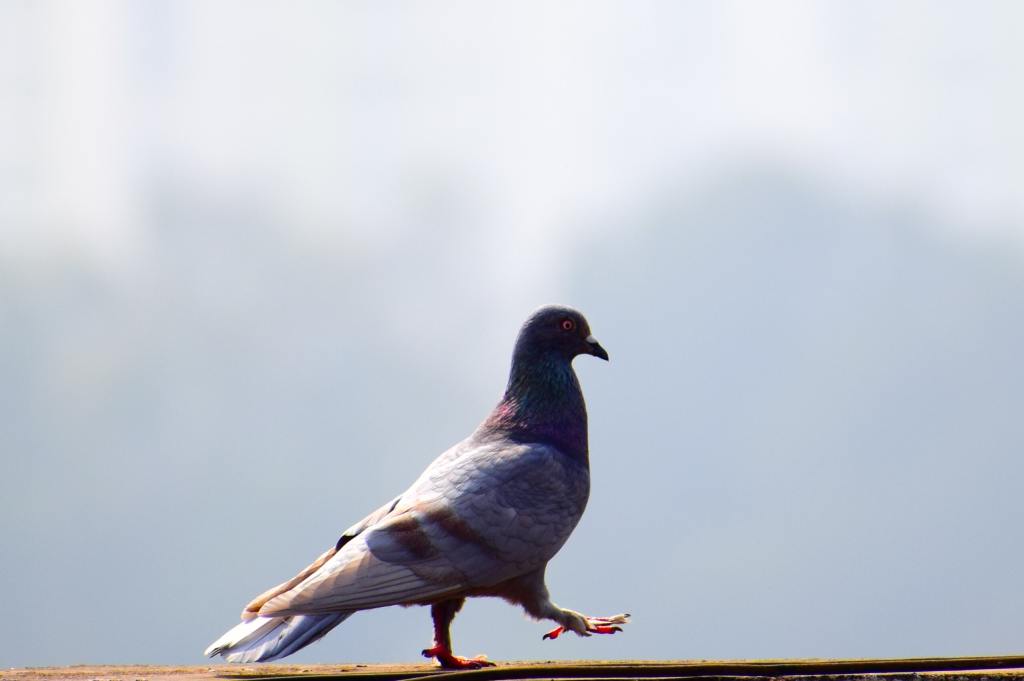 Latest Research on Brain Structures Reveals How Birds Are Actually Intelligent and Even Self-Aware