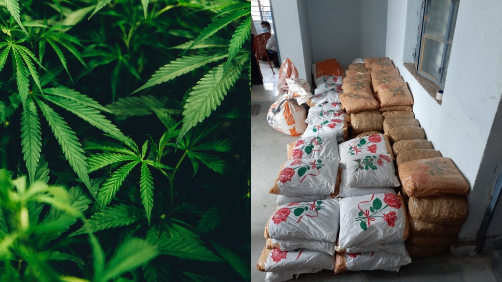 odisha cannabis ganja marijuana pot seized