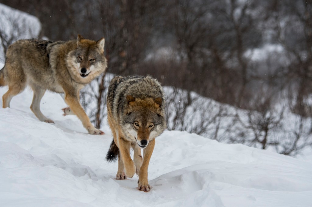Inside the Election Battle to Bring Wolves Back to Colorado