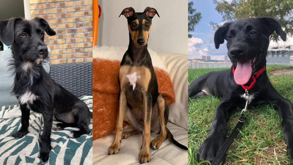People Who Got Dogs in Lockdown Tell Us How It’s Going