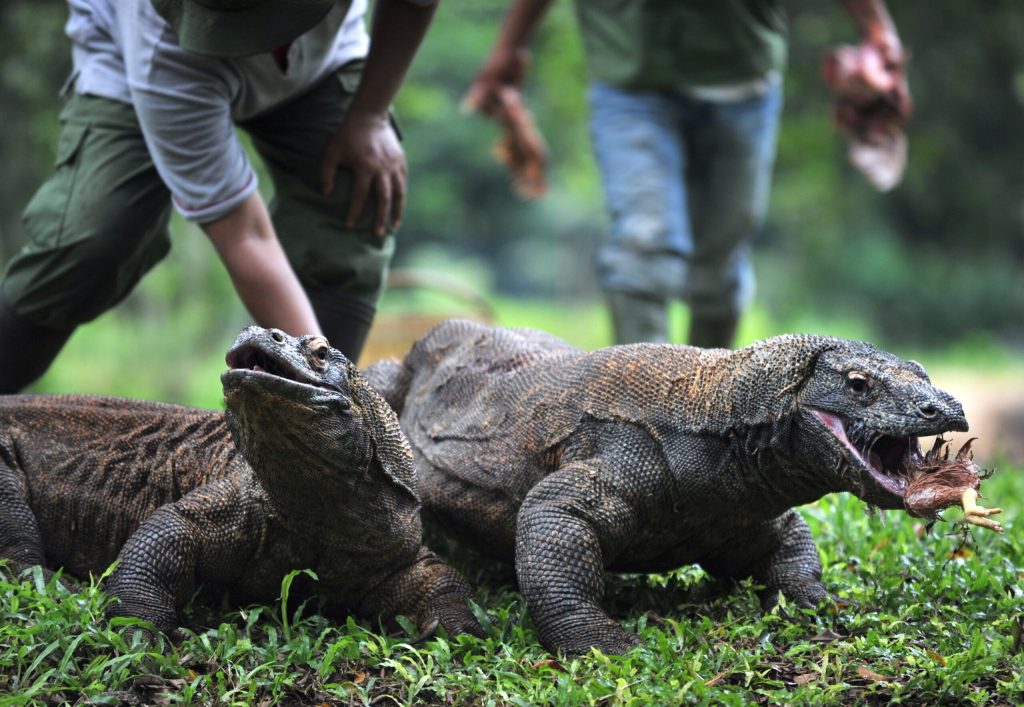 Mereka yang Melawan Ambisi Pemodal Ubah Taman Nasional Komodo Jadi Wisata Jurassic