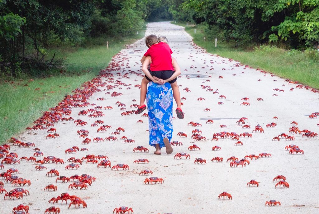 This Week on Christmas Island: 50 Million Crabs Scuttle to the Ocean
