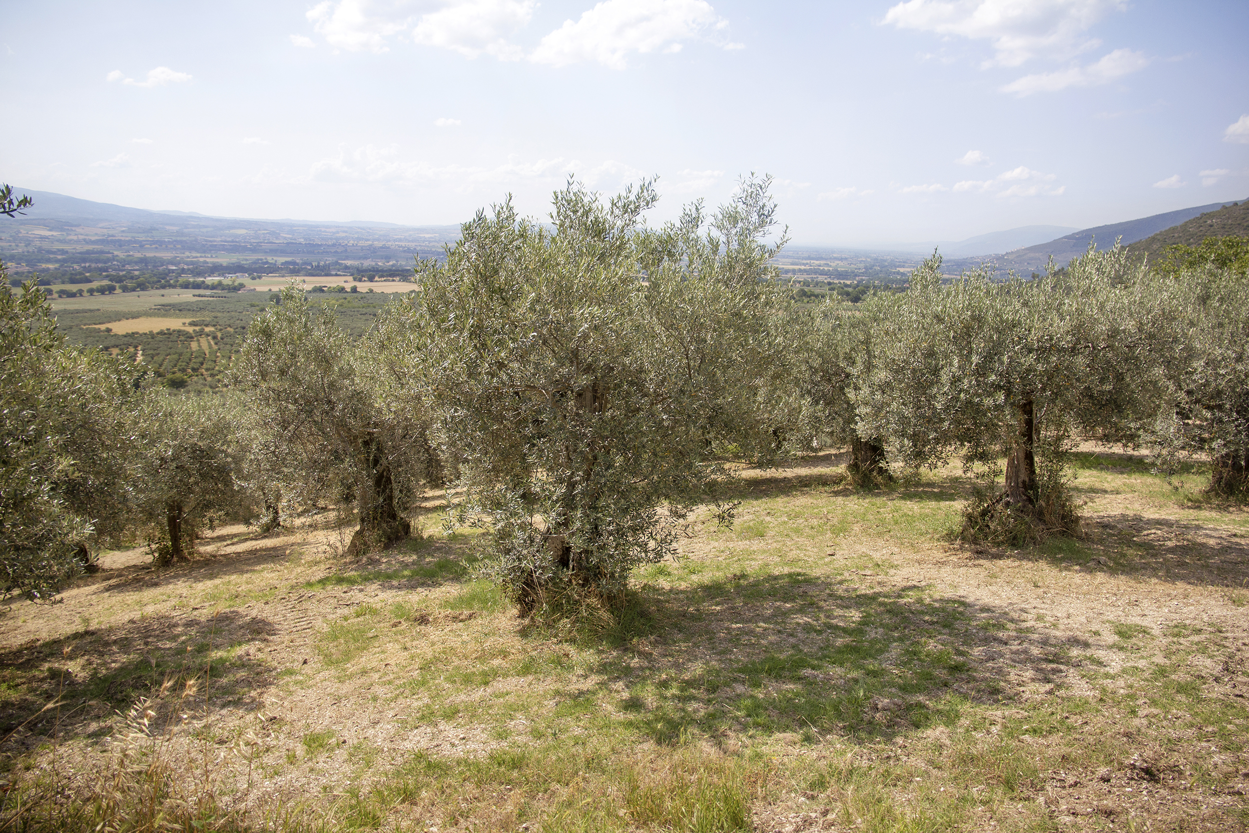 Olvi-biologici-spoleto