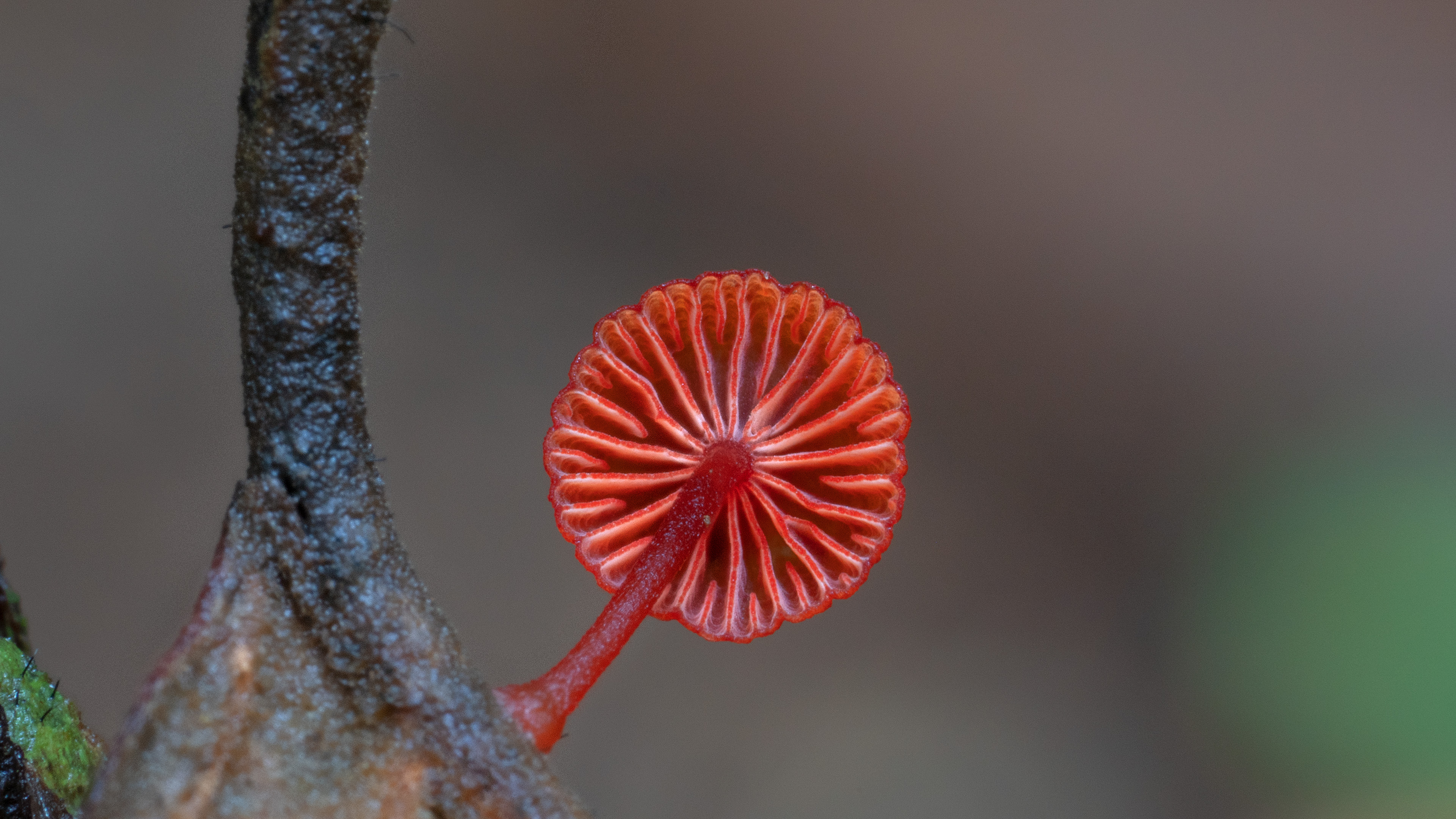 Mycena viscidocruenta a tiny but beautiful mushroom.jpg