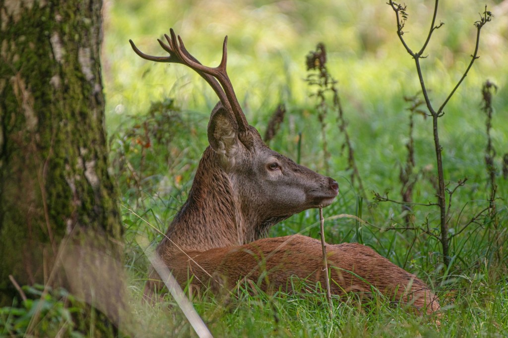 The Uncomfortable Truth About ‘Rewilding’