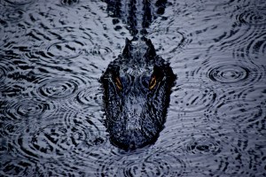 A Giant Gator Invaded a Florida Golf Course During Hurricane Eta