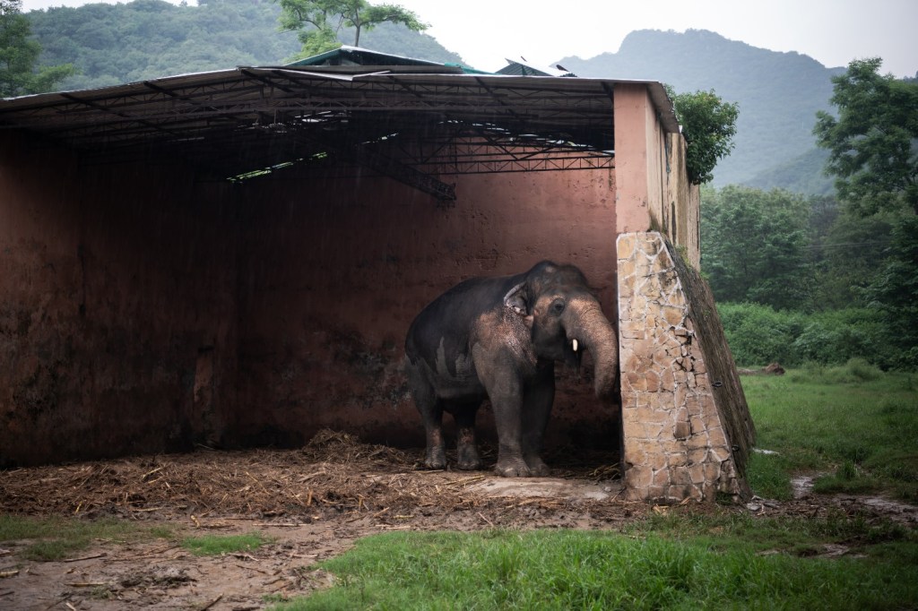 Aksi Dramatis Penyelamatan Gajah Paling Kesepian di Dunia