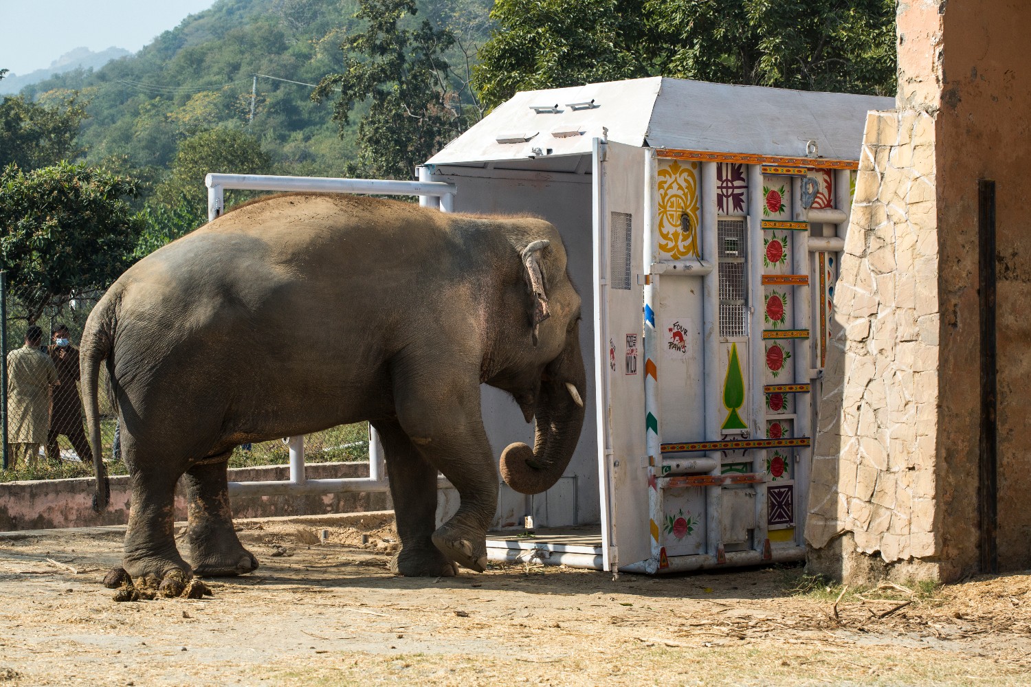 Gajah Kaavan latihan masuk kandang.