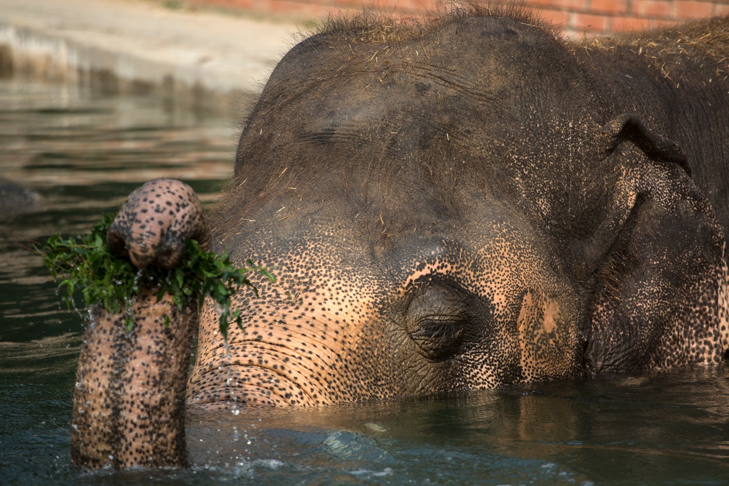 Gajah Kaavan berendam