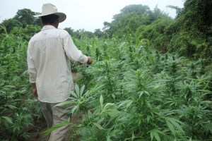 Weed farmer 2