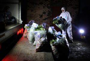 trathclyde Police officers load drugs in bags believed to be cannabis into a van after it was found at a commercial premise in Rutherglen after a drugs raid. (Photo by Andrew Milligan/PA Images via Getty Images)