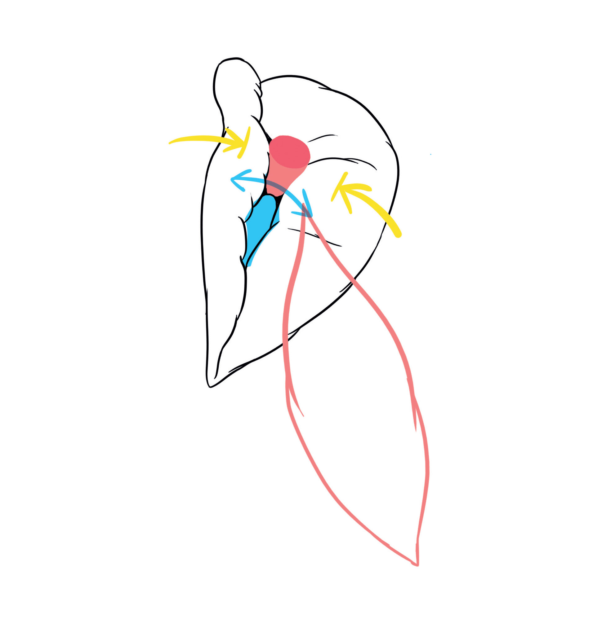 Die Zeichnung zeigt Lippen, die die Klitoris einer Vagina umschließen