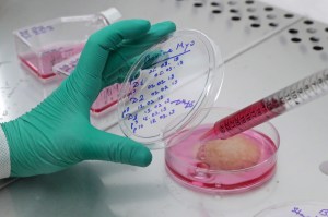 pui creat in laborator, carne produsa in laborator de consum