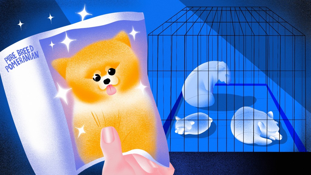 Pups 4 Sale: Inside the Biggest Scam of 2020
