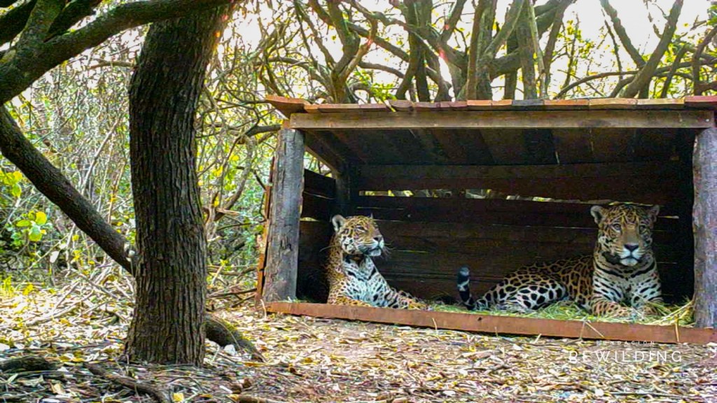 The Last Wild Jaguar in Argentina’s El Impenetrable National Park Just Had Sex
