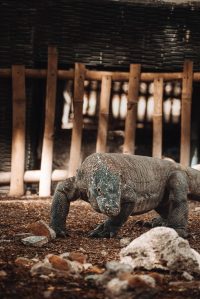 Pekerja Proyek Taman 'Jurassic Park' di Pulau Rinca NTT cedera Digigit Komodo