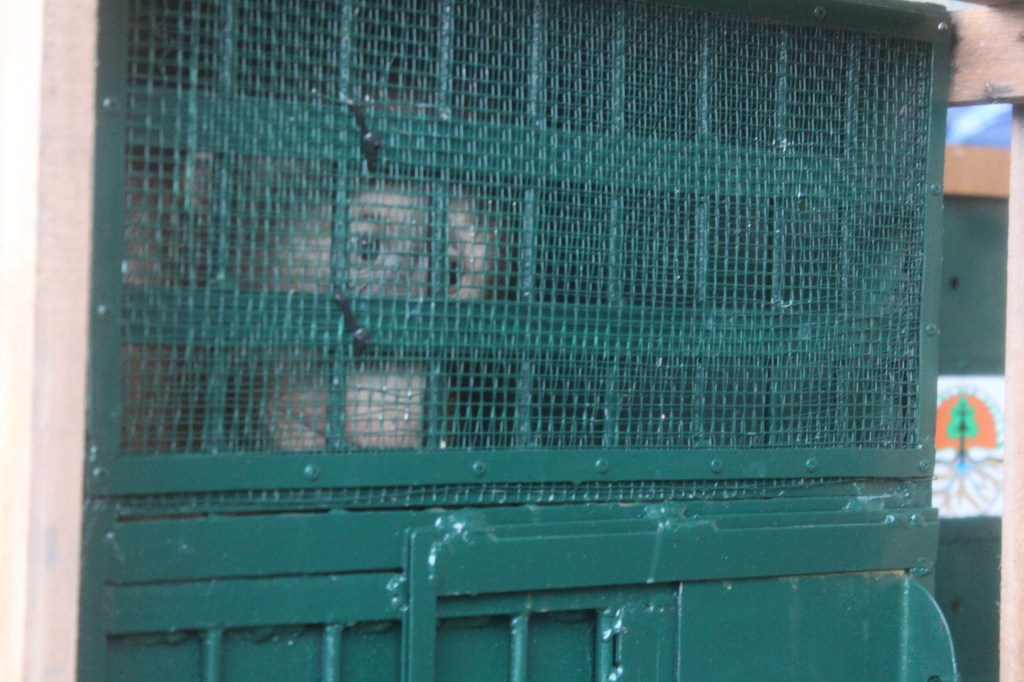 These Orangutans Were Rescued From the Wildlife Trade and Flown Back Home
