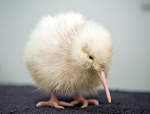 rare-white-kiwi-new-zealand-dies-surgery