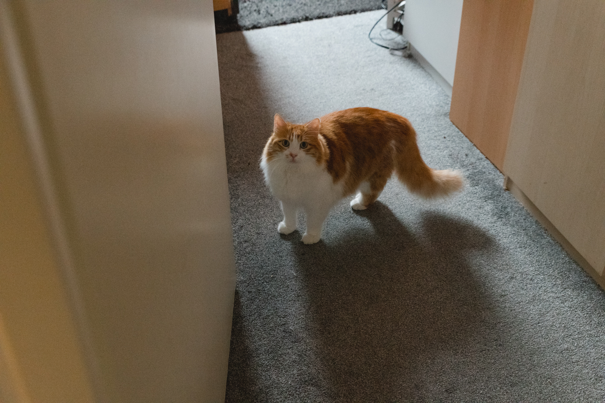 Ein rot-weißer Kater steht in einem Türrahmen