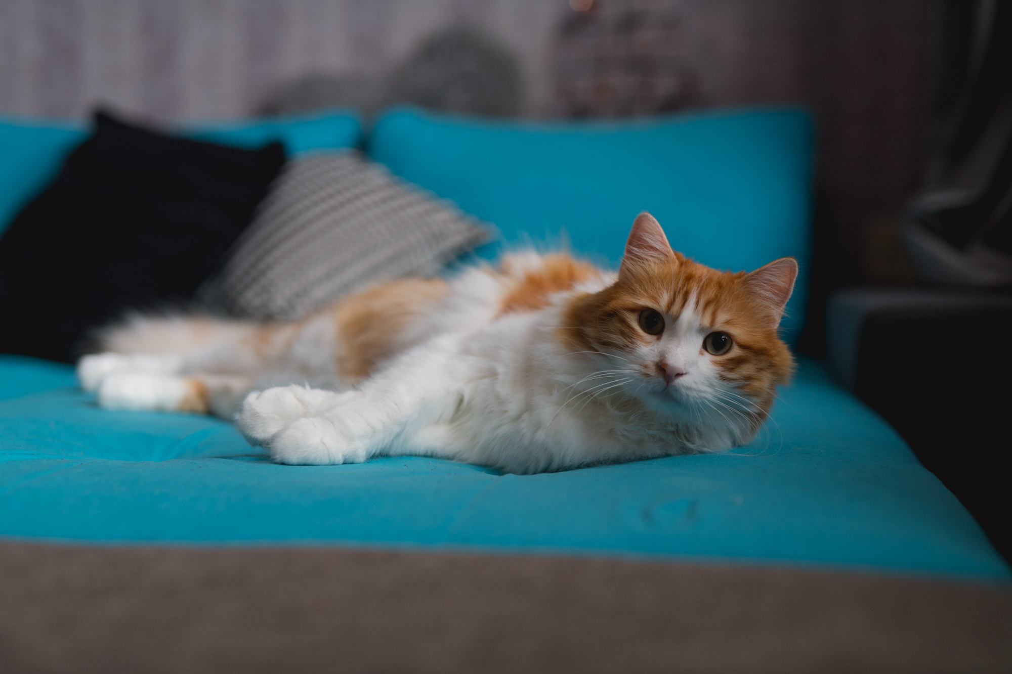 Eine rot-weiße Katze liegt auf einem blauen Sofa