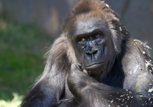 ​A gorilla at San Diego Zoo Safari Park. Image: Nathan Rupert